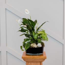 Potted peace lily arrangement with white blooms in a black container