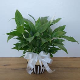 Simply Elegant Peace Lily Plant - Medium