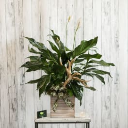 Potted peace lily arrangement with antlers and a ribbon bow