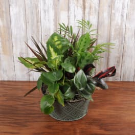 Mixed foliage houseplants in a patterned round pot on a wooden table.