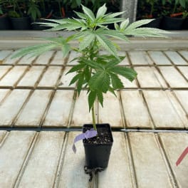 Potted cannabis plant with broad serrated leaves