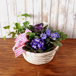 Basket planter with purple flowering plants and ivy, finished with a pink striped bow