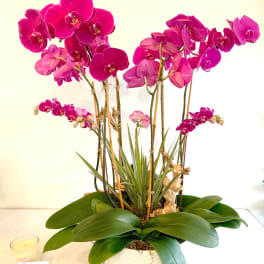 Potted pink orchids in a white container
