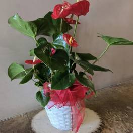 Potted anthurium plant with red blooms in a white basket