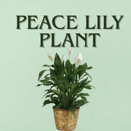 Peace lily plant with white blooms in a woven basket