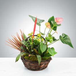 Mixed green houseplants with yellow and pink blooms in a brown wicker basket
