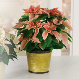 Marble Poinsettia Plant
