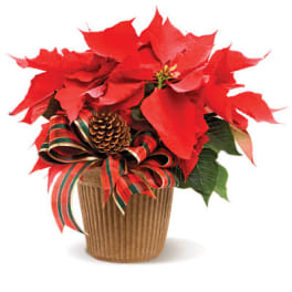 Small Poinsettia Plant
