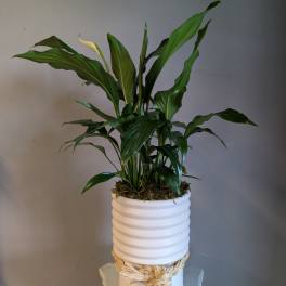 Tall green peace lily plant in a white ribbed pot with raffia tie