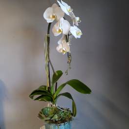 Tall white orchid plant with yellow centers and green succulents in a blue-green ceramic pot.