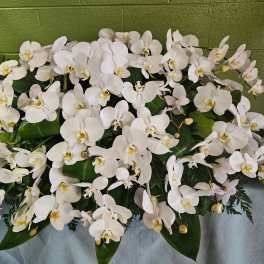 White orchid arrangement with broad green leaves
