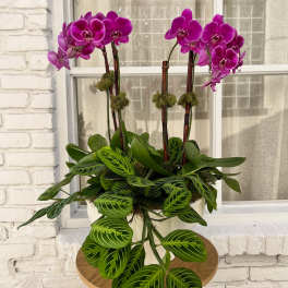 Potted orchids with bright purple blooms and trailing green foliage