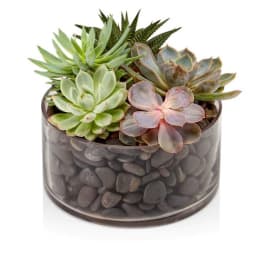 Low succulent garden in a clear glass cylinder filled with dark pebbles
