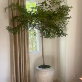 Tall indoor potted tree with leafy green canopy in a large cream planter