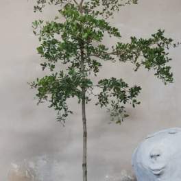 Tall indoor potted tree with sparse branches in a round gray planter beside a white sculpture