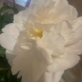 Peony Plant