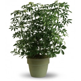 Tall green potted houseplant with glossy clustered leaves in a simple green pot
