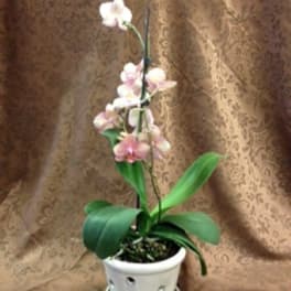Potted pink orchid with white blooms in a white ceramic pot