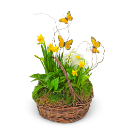 Basket arrangement with yellow daffodils, white hyacinths, and butterfly picks