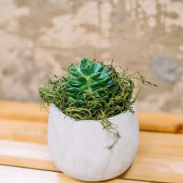 Succulent in a white ceramic pot with moss