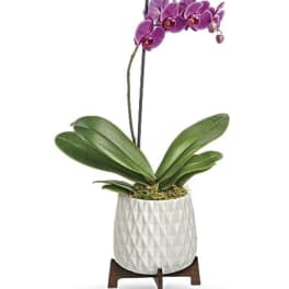 Purple phalaenopsis orchid plant in a white textured pot on a wooden stand