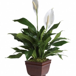 Potted peace lily with two white blooms in a brown planter
