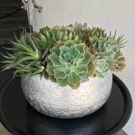 Low planter of assorted green succulents in a round silver pot on a black tray