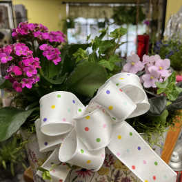 Pink flowering plant arrangement in a floral tin with a polka-dot bow