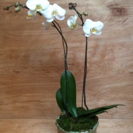 White orchid plant in a metal pot with moss