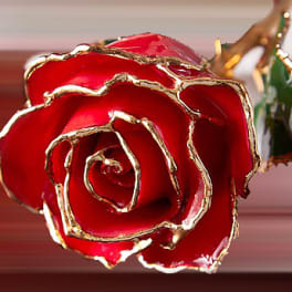 Close-up of a red rose with gold-edged petals
