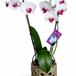 White orchids with magenta centers in a decorative pot