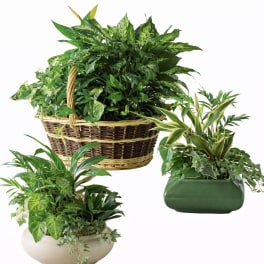 Trio of green houseplants in a wicker basket and ceramic containers