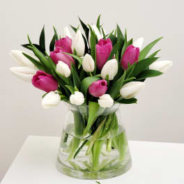 Pink and white tulips arranged in a clear glass vase