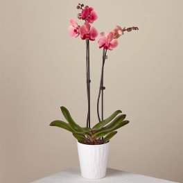 Pink orchid plant in a white pot