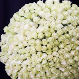 Large round bouquet of white roses against a dark background