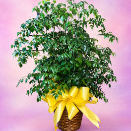 Green Plant