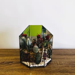 Small terrarium with cacti and succulents in a geometric glass container