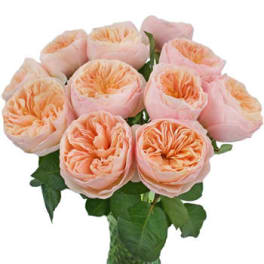 Bouquet of pale peach roses with green foliage