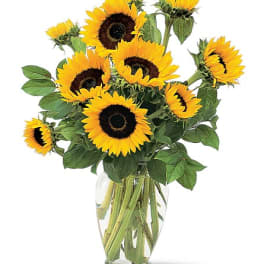 Sunflowers arranged in a clear glass vase