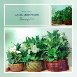 Three potted dish gardens with assorted green plants
