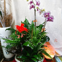 Potted orchid arrangement with purple-speckled blooms and glossy green foliage
