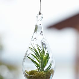 Hanging glass terrarium with a small green plant and moss