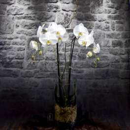 White orchids in a tall glass vase against a stone wall