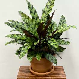 Potted houseplant with long spotted green leaves in a terracotta pot on a wooden stand