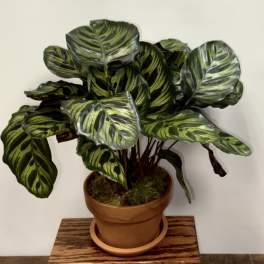 Potted houseplant with large green striped leaves in a terracotta pot on a wooden surface