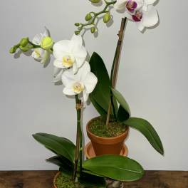 Two potted orchids with white blooms and purple centers