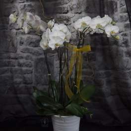 White orchid plant in a white pot with a yellow ribbon