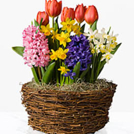 Basket of colorful tulips and hyacinths with daffodils
