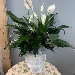 Peace Lily in White Urn
