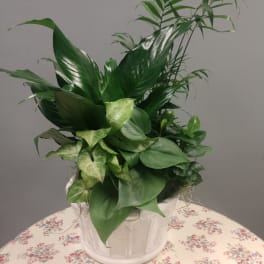 Potted green foliage arrangement in a white ceramic container